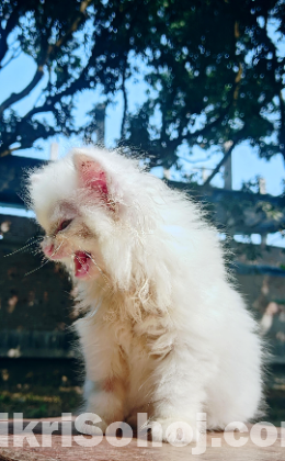 Persian Cat for Sale, Male, 2 Months Old, Purebred